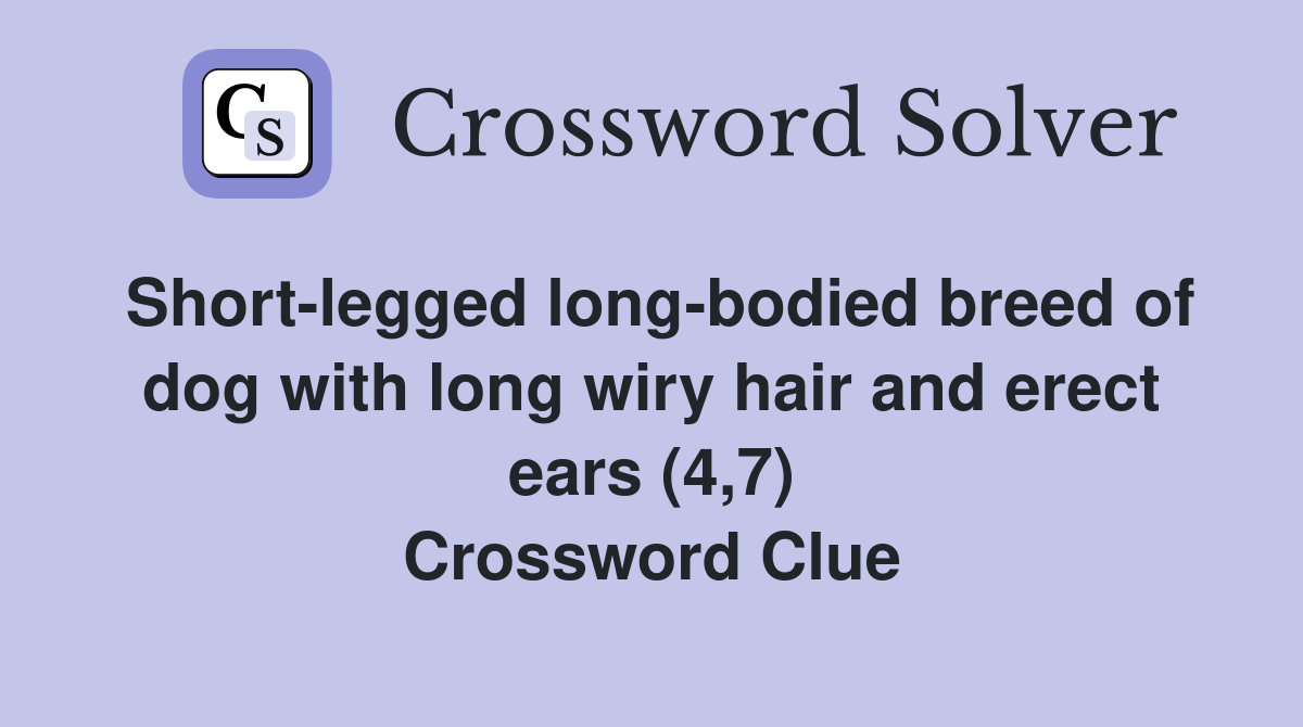 Shortlegged longbodied breed of dog with long wiry hair and erect